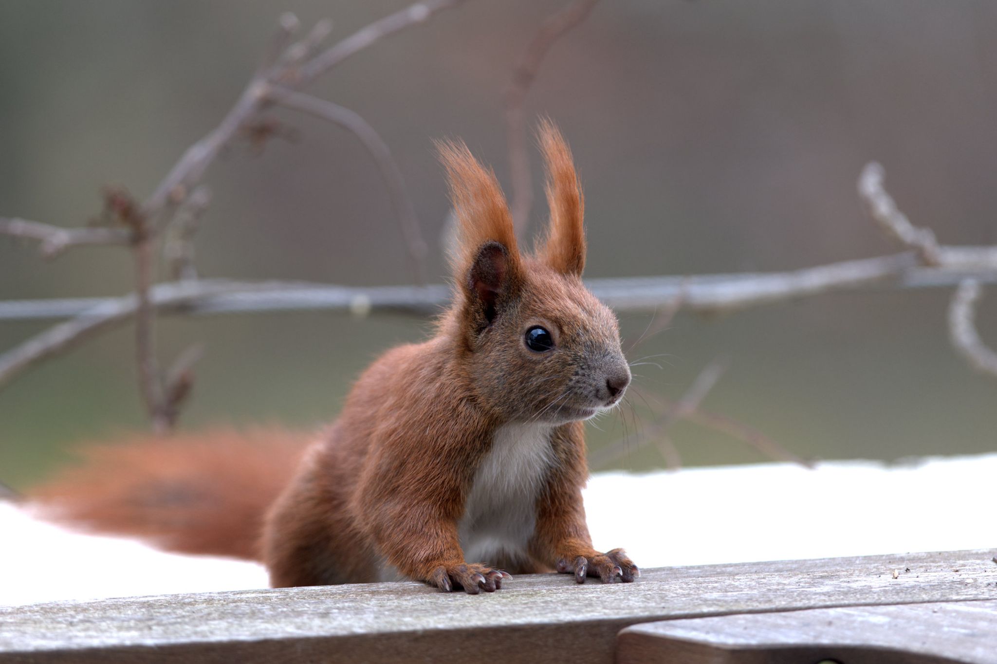 M20210325D_Eichhörnchen4177